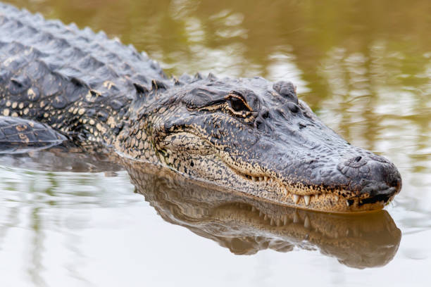 Alligator spotted in West field river